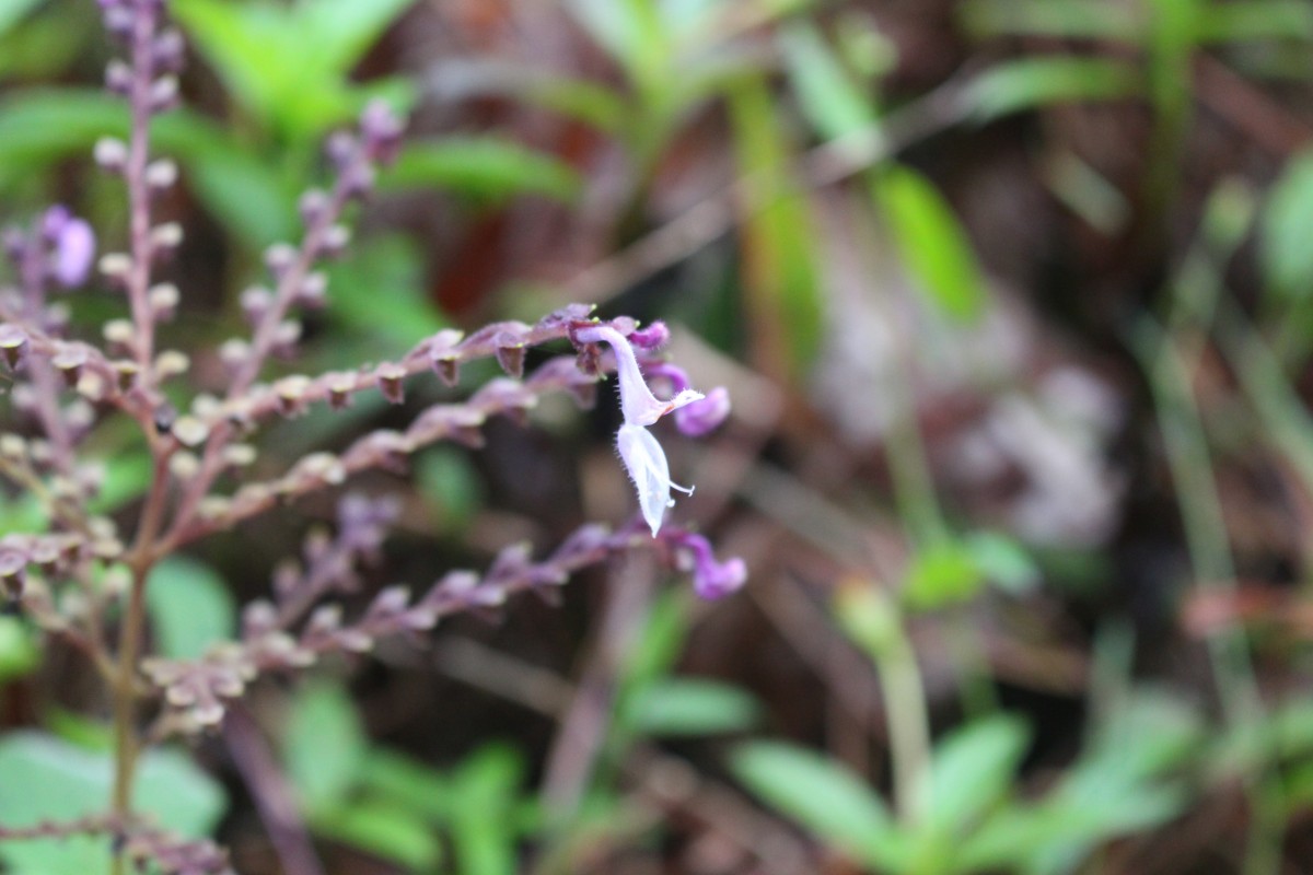 Coleus kanneliyensis L.H.Cramer & S. Balas.